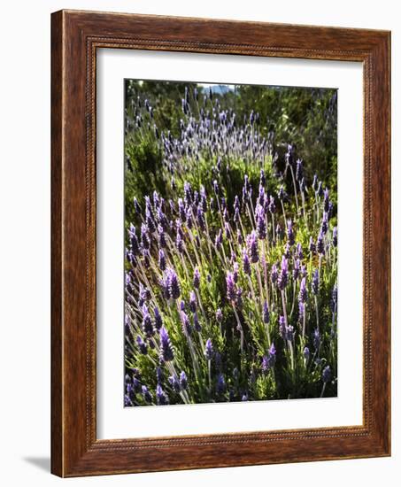 Spring growing wild lavender (lavandula stoechas) in Malaga Province, Andalucia, Spain-Panoramic Images-Framed Photographic Print