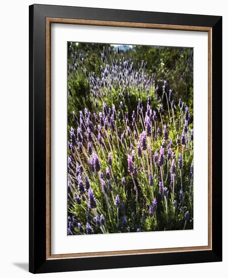 Spring growing wild lavender (lavandula stoechas) in Malaga Province, Andalucia, Spain-Panoramic Images-Framed Photographic Print