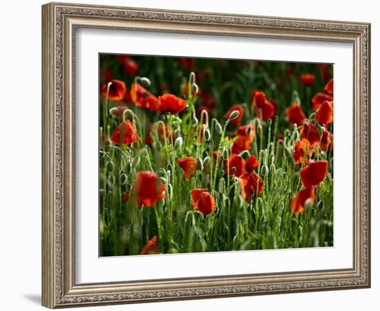 Spring Has Sprung-Doug Chinnery-Framed Photographic Print