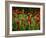 Spring Has Sprung-Doug Chinnery-Framed Photographic Print