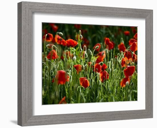 Spring Has Sprung-Doug Chinnery-Framed Photographic Print