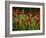 Spring Has Sprung-Doug Chinnery-Framed Photographic Print