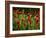 Spring Has Sprung-Doug Chinnery-Framed Photographic Print