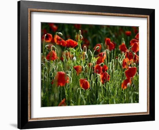 Spring Has Sprung-Doug Chinnery-Framed Photographic Print