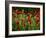 Spring Has Sprung-Doug Chinnery-Framed Photographic Print