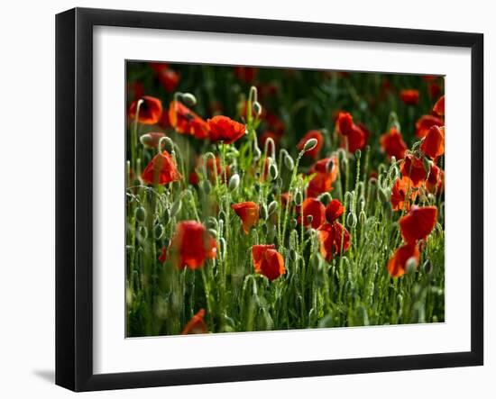 Spring Has Sprung-Doug Chinnery-Framed Photographic Print