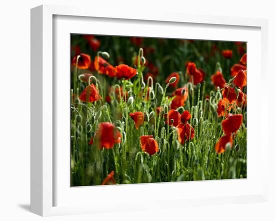 Spring Has Sprung-Doug Chinnery-Framed Photographic Print