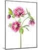 Spring Hellebores-Jacky Parker-Mounted Giclee Print