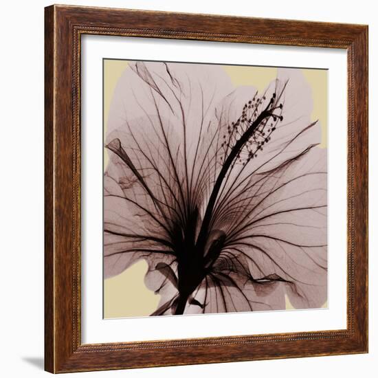 Spring Hibiscus-Albert Koetsier-Framed Photographic Print