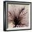 Spring Hibiscus-Albert Koetsier-Framed Photographic Print