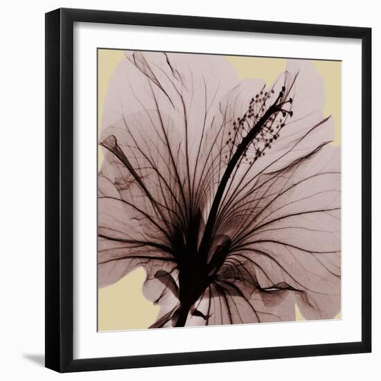 Spring Hibiscus-Albert Koetsier-Framed Photographic Print