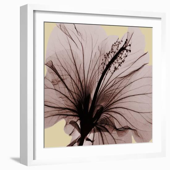 Spring Hibiscus-Albert Koetsier-Framed Photographic Print