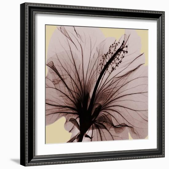 Spring Hibiscus-Albert Koetsier-Framed Photographic Print