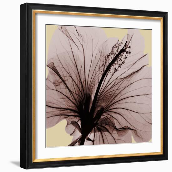 Spring Hibiscus-Albert Koetsier-Framed Photographic Print