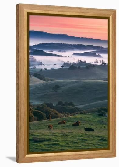 Spring Hills With Fog Petaluma Sonoma California-Vincent James-Framed Premier Image Canvas
