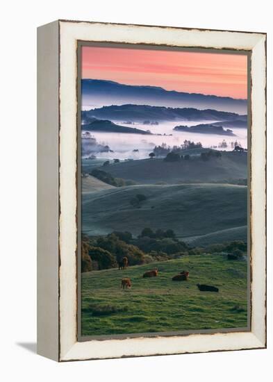 Spring Hills With Fog Petaluma Sonoma California-Vincent James-Framed Premier Image Canvas