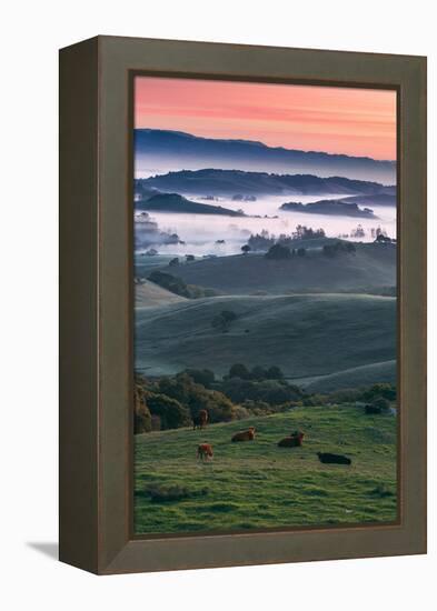 Spring Hills With Fog Petaluma Sonoma California-Vincent James-Framed Premier Image Canvas