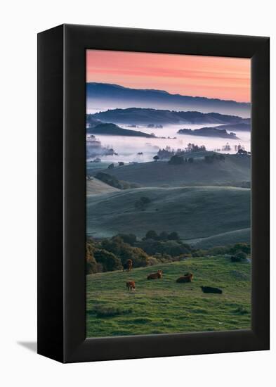 Spring Hills With Fog Petaluma Sonoma California-Vincent James-Framed Premier Image Canvas