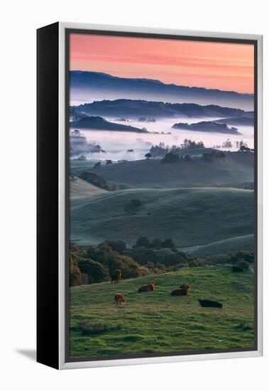 Spring Hills With Fog Petaluma Sonoma California-Vincent James-Framed Premier Image Canvas