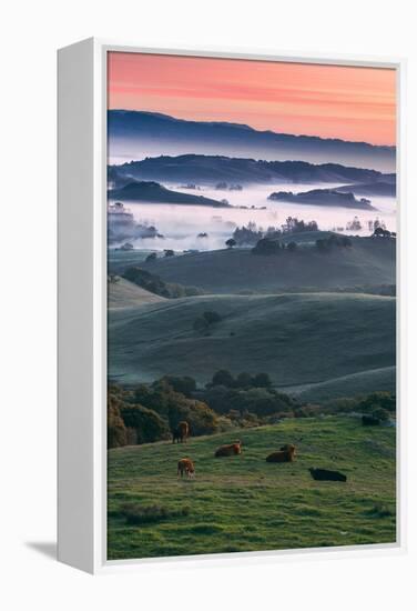 Spring Hills With Fog Petaluma Sonoma California-Vincent James-Framed Premier Image Canvas