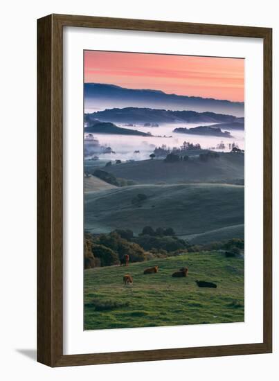 Spring Hills With Fog Petaluma Sonoma California-Vincent James-Framed Photographic Print