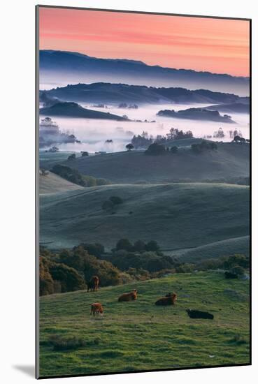 Spring Hills With Fog Petaluma Sonoma California-Vincent James-Mounted Photographic Print