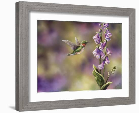 Spring Hummingbird-Sarah Davis-Framed Giclee Print