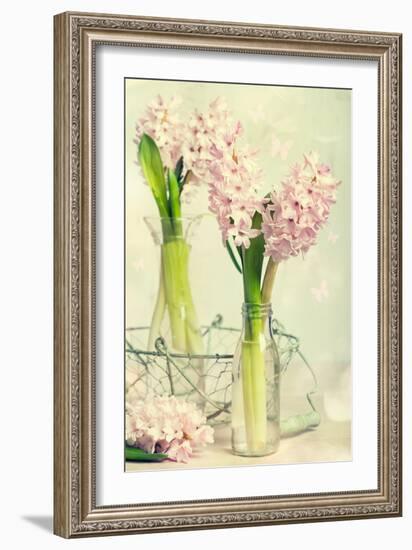 Spring Hyacinth Flowers in Vintage Glass Bottles-Amd Images-Framed Photographic Print