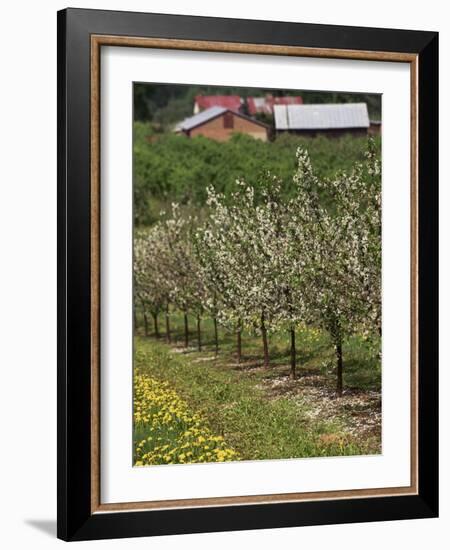 Spring in Apple Orchard, Lublin Upland, Malopolska-Walter Bibikow-Framed Photographic Print