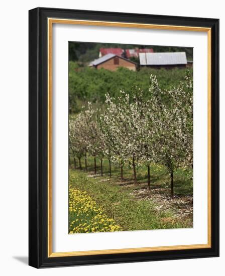 Spring in Apple Orchard, Lublin Upland, Malopolska-Walter Bibikow-Framed Photographic Print