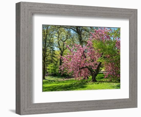 Spring in Central Park-Marco Carmassi-Framed Photographic Print
