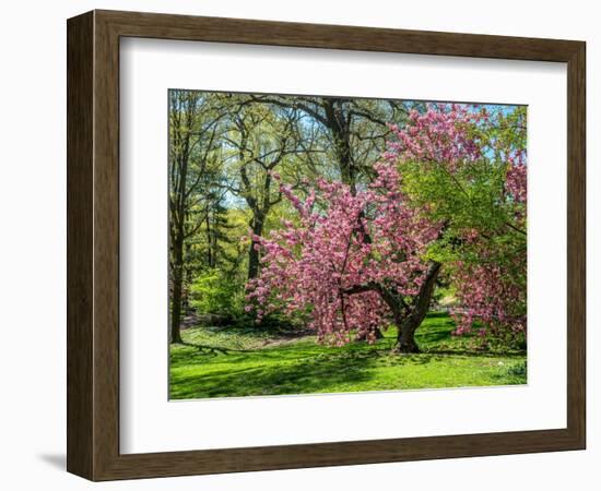 Spring in Central Park-Marco Carmassi-Framed Photographic Print