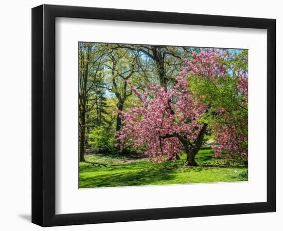 Spring in Central Park-Marco Carmassi-Framed Photographic Print