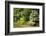 Spring in Crystal Springs Rhododendron Garden, Portland, Oregon, USA-Craig Tuttle-Framed Photographic Print