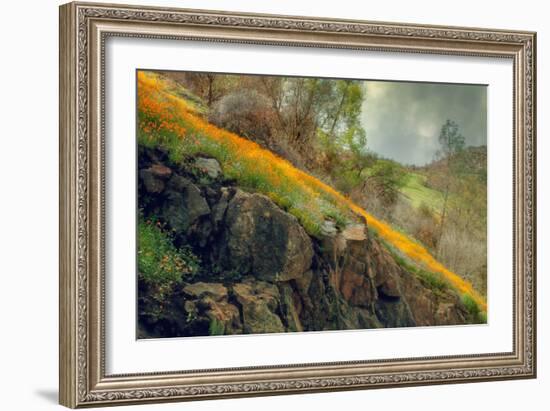 Spring in the Canyon-Vincent James-Framed Photographic Print