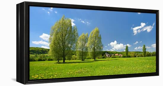 Spring in the Unstruttal, Poplars on Meadow with Dandelion, Near Freyburg-Andreas Vitting-Framed Premier Image Canvas