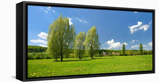 Spring in the Unstruttal, Poplars on Meadow with Dandelion, Near Freyburg-Andreas Vitting-Framed Premier Image Canvas