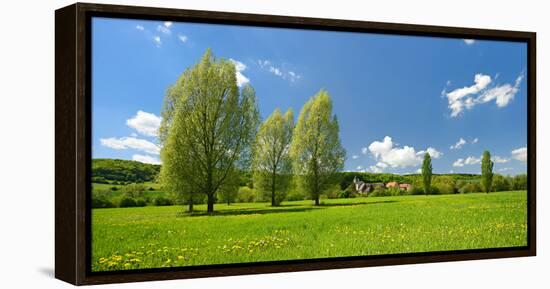 Spring in the Unstruttal, Poplars on Meadow with Dandelion, Near Freyburg-Andreas Vitting-Framed Premier Image Canvas