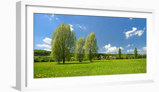 Spring in the Unstruttal, Poplars on Meadow with Dandelion, Near Freyburg-Andreas Vitting-Framed Photographic Print