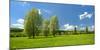 Spring in the Unstruttal, Poplars on Meadow with Dandelion, Near Freyburg-Andreas Vitting-Mounted Photographic Print