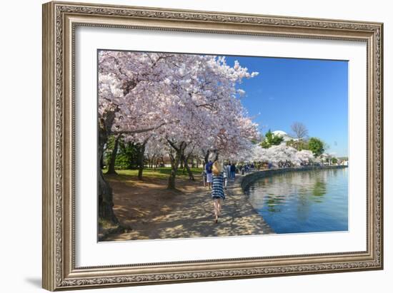 Spring in Washington DC - Cherry Blossom Festival at Jefferson Memorial-Orhan-Framed Photographic Print