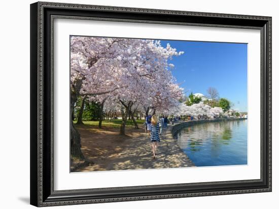 Spring in Washington DC - Cherry Blossom Festival at Jefferson Memorial-Orhan-Framed Photographic Print