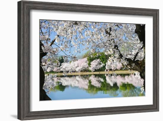 Spring in Washington DC - Cherry Blossom Festival at Tidal Basin-Orhan-Framed Photographic Print