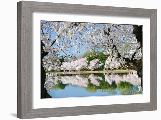 Spring in Washington DC - Cherry Blossom Festival at Tidal Basin-Orhan-Framed Photographic Print