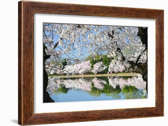 Spring in Washington DC - Cherry Blossom Festival at Tidal Basin-Orhan-Framed Photographic Print