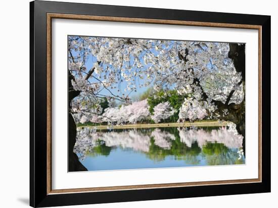 Spring in Washington DC - Cherry Blossom Festival at Tidal Basin-Orhan-Framed Photographic Print