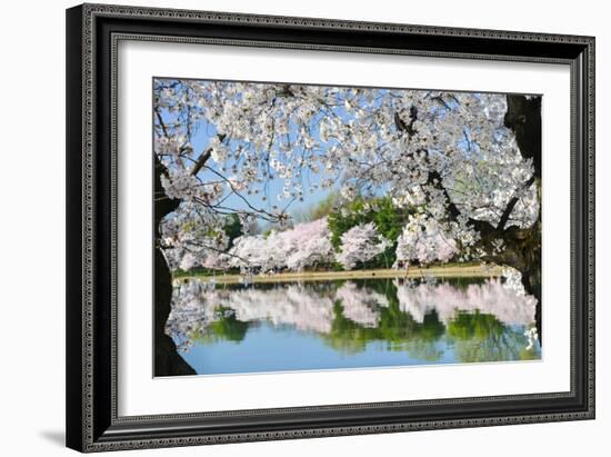 Spring in Washington DC - Cherry Blossom Festival at Tidal Basin-Orhan-Framed Photographic Print