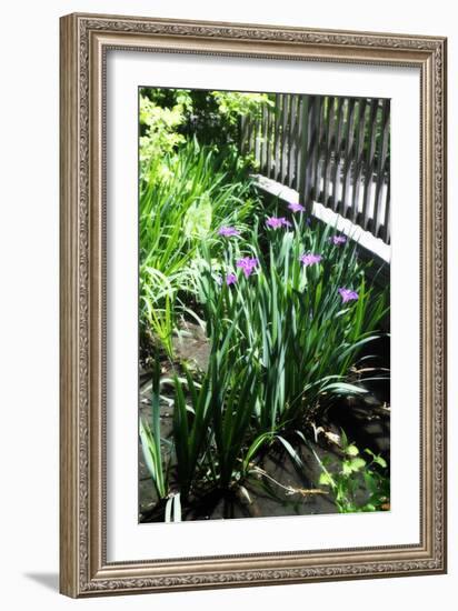 Spring Iris I-Alan Hausenflock-Framed Photographic Print