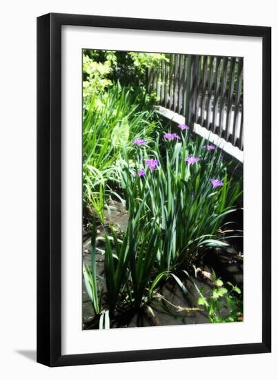 Spring Iris I-Alan Hausenflock-Framed Photographic Print