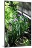 Spring Iris I-Alan Hausenflock-Mounted Photographic Print